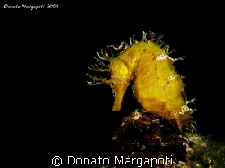 My first Hyppocampus guttulatus by Donato Margapoti 